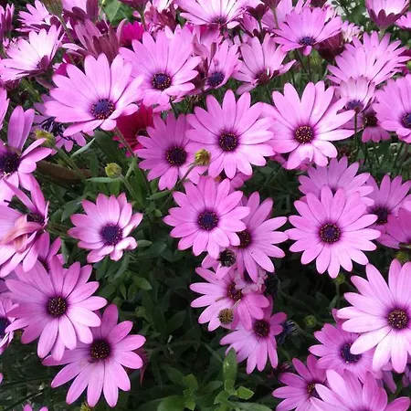 Le Rondini فندق مبيت وإفطار Benetutti