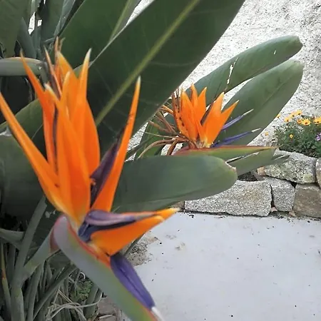 Le Rondini Panzió